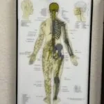 Anatomical diagram of spinal and cranial nerves displayed on wall with labeled nerve pathways throughout human body
