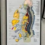 Framed anatomical chart showing the autonomic nervous system with labeled organs and nerve pathways in color